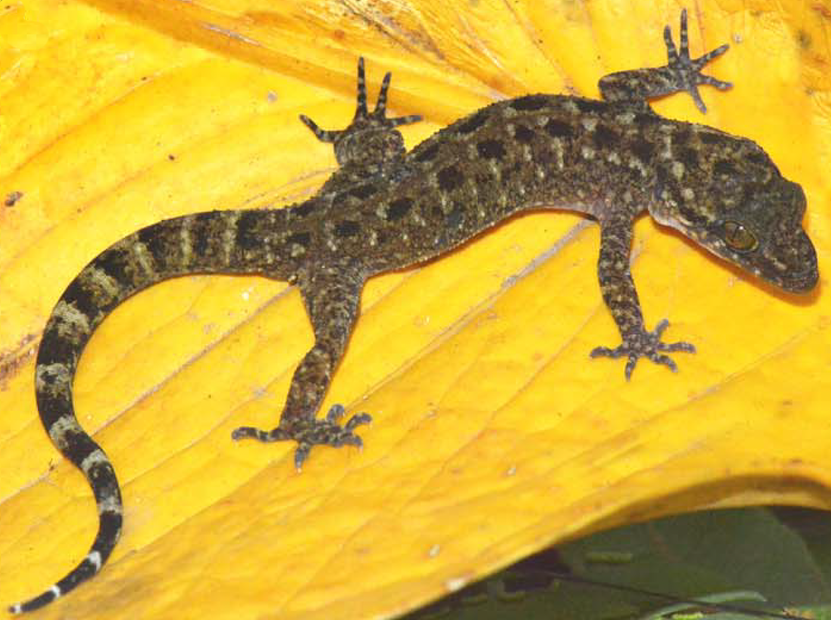 Penemuan Cyrtodactylus belanegara: Spesies Baru Cecak Jari Lengkung di Kawasan Sentul